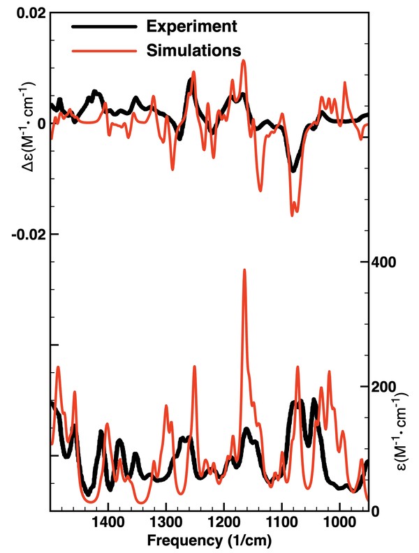 (plus)-R-Piperacea experimental vs. calculated spectra